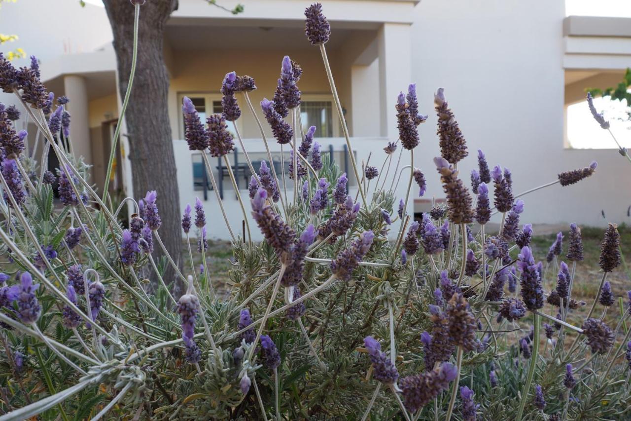 Olive House Βίλα Μάλια Εξωτερικό φωτογραφία